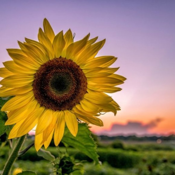 bloomwp11